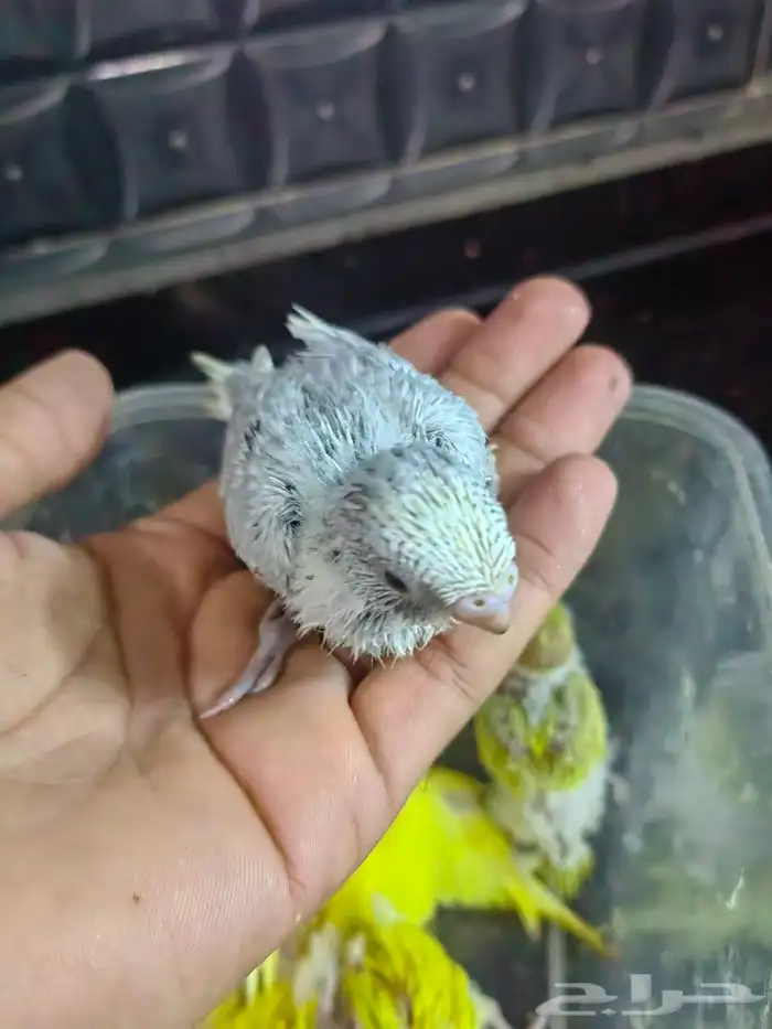 فروخ (تم البيع) 6