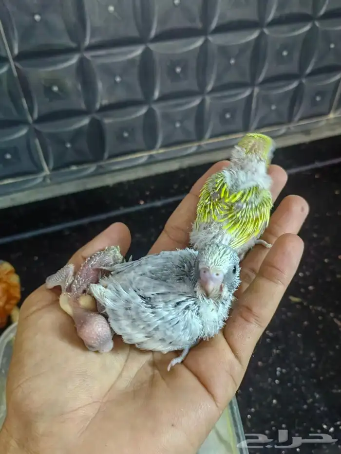 فروخ (تم البيع) 7