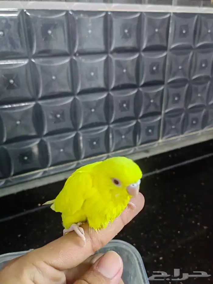 فروخ (تم البيع) 3