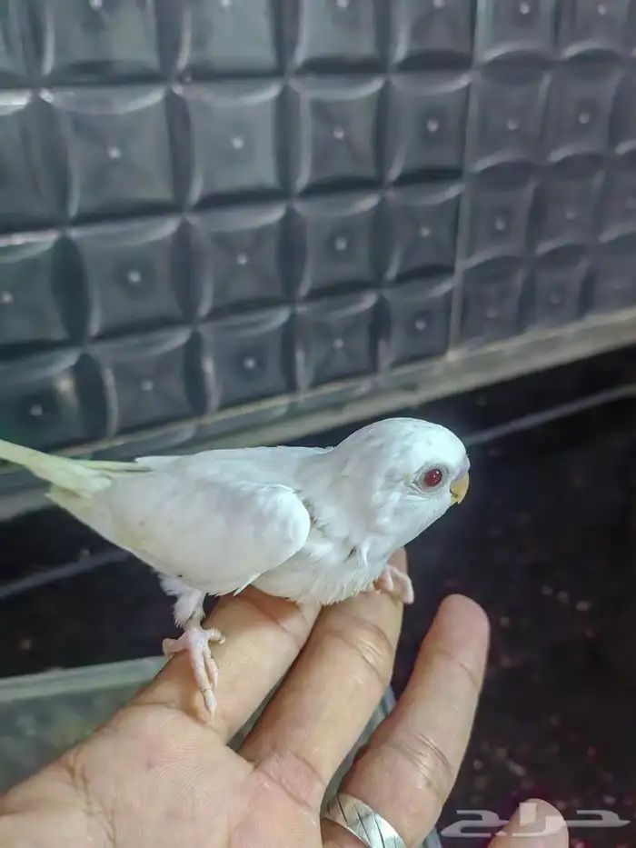 فروخ (تم البيع) 2