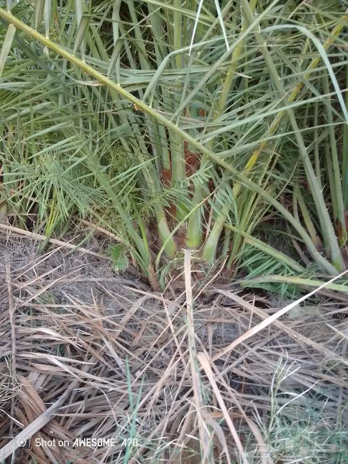 نخل وجثايث القصيم نخل طيب اسرنامعقوله 3