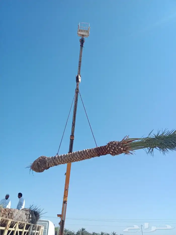 زراعه نخيل 6