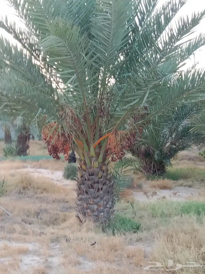 زراعه نخيل 4