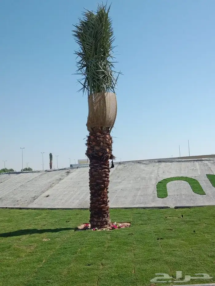 زراعه نخيل 1