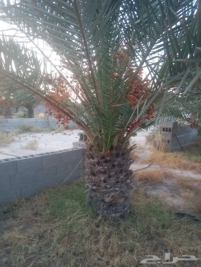 زراعه نخيل 5