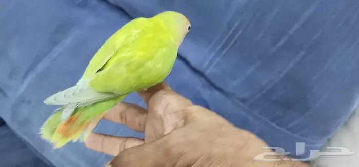 روز اليف وهدد مع الصغير والكبير 1