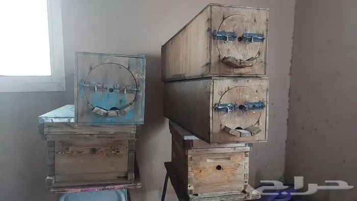 بقايا منحله 3