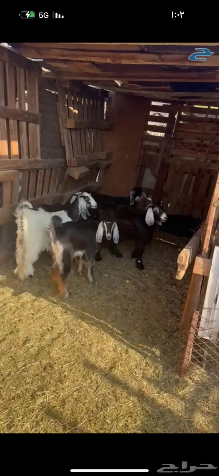 ذبايح بريه واعلاف طبيعيه يشهد الله 7