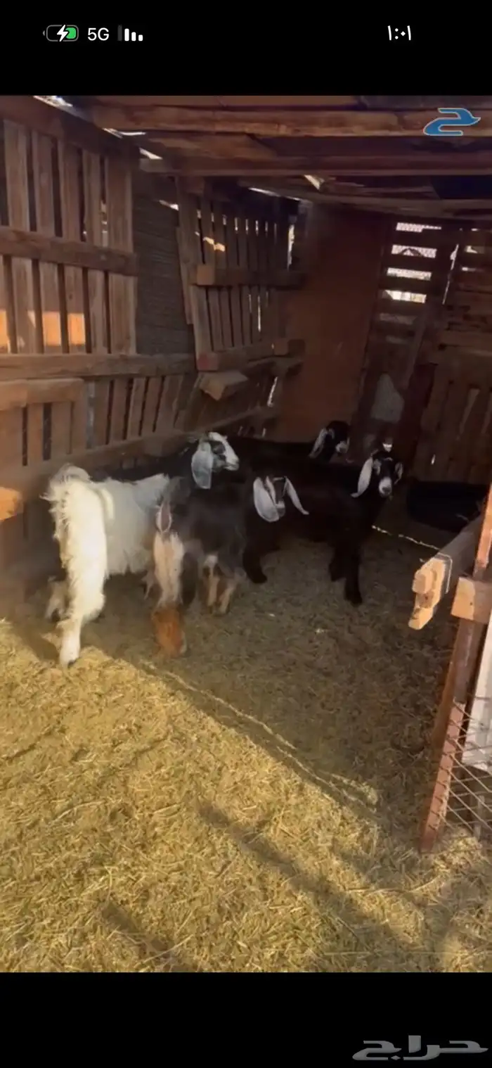 ذبايح بريه واعلاف طبيعيه يشهد الله 6