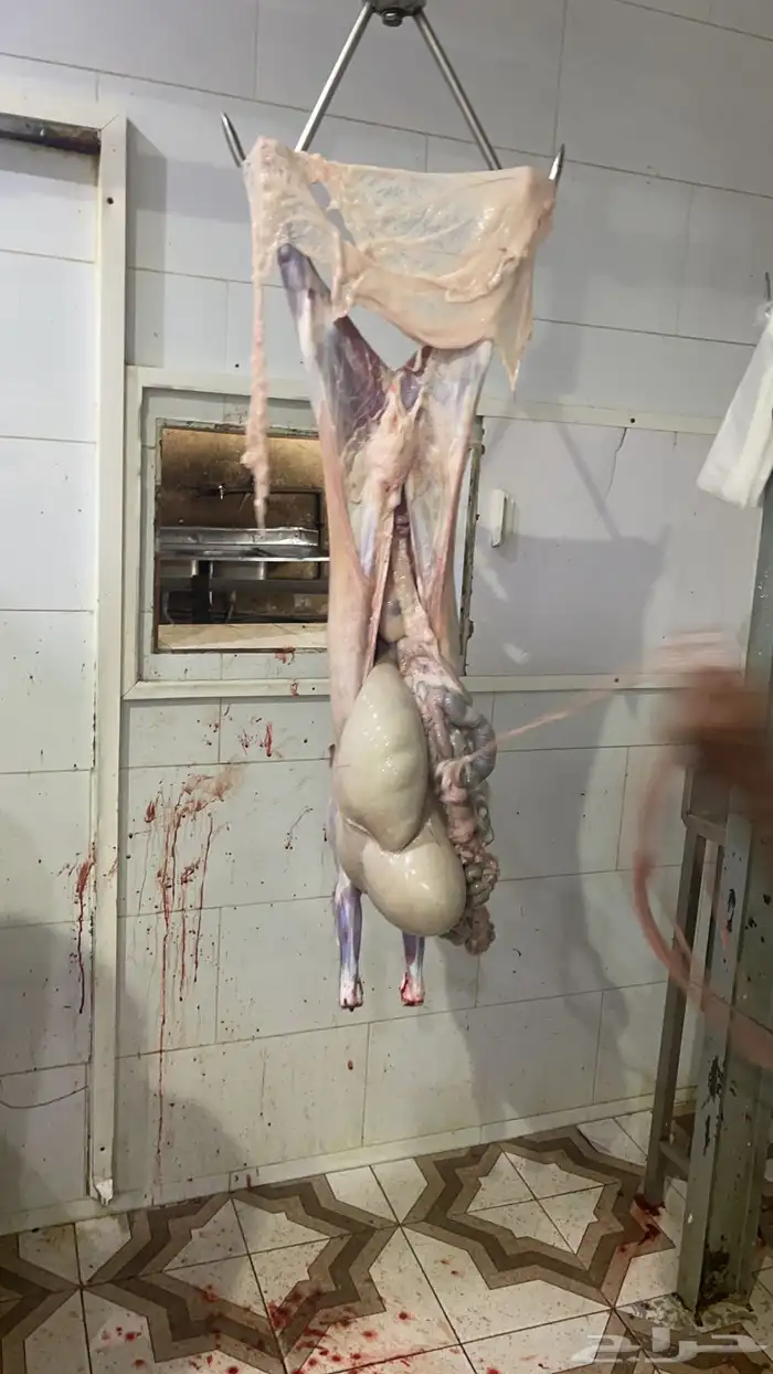 ذبايح بريه واعلاف طبيعيه يشهد الله 0