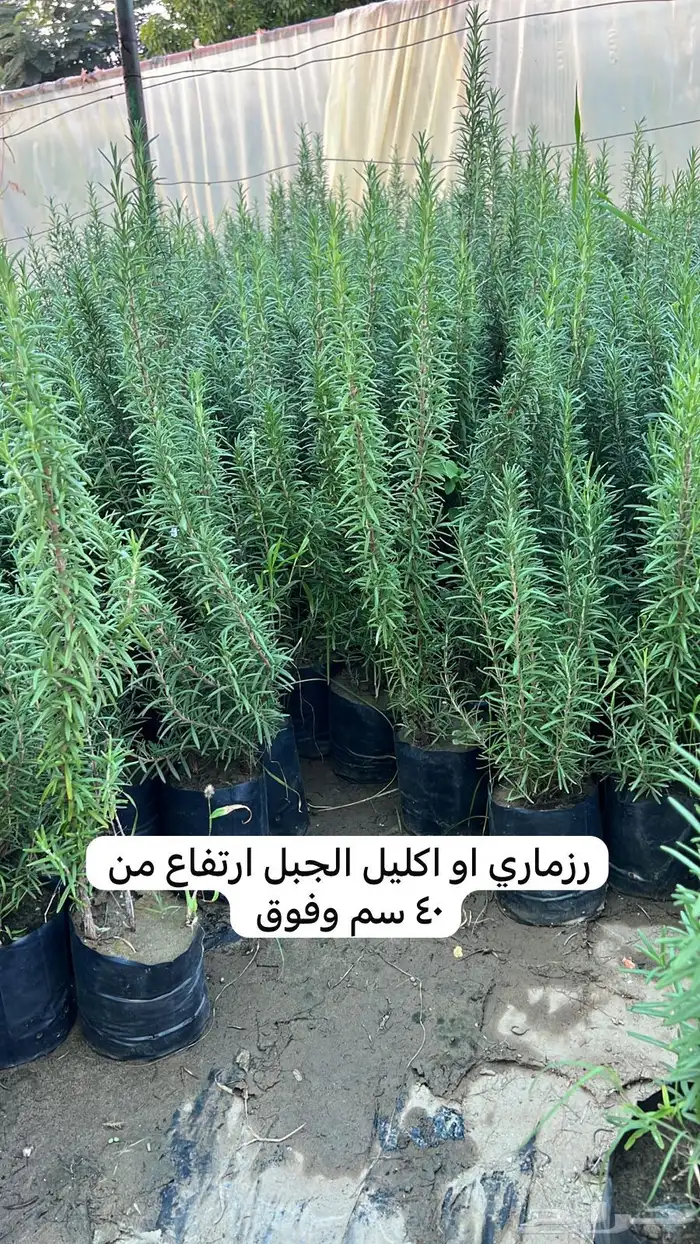 شتلات   للمشاريع والمزارع باسعار منافسة 9