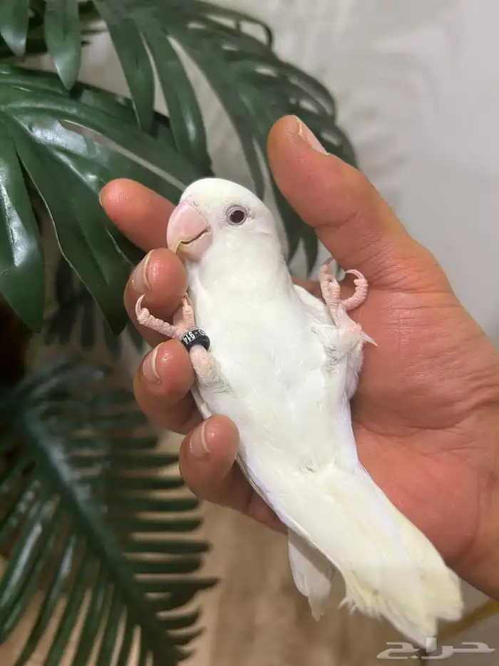 ببغاء روز قمة فالولافه البينو عيون حمراء تم البيع 2