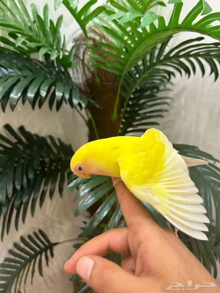 ببغاء روز 2 هدد قمة فالولافه تم البيع 12