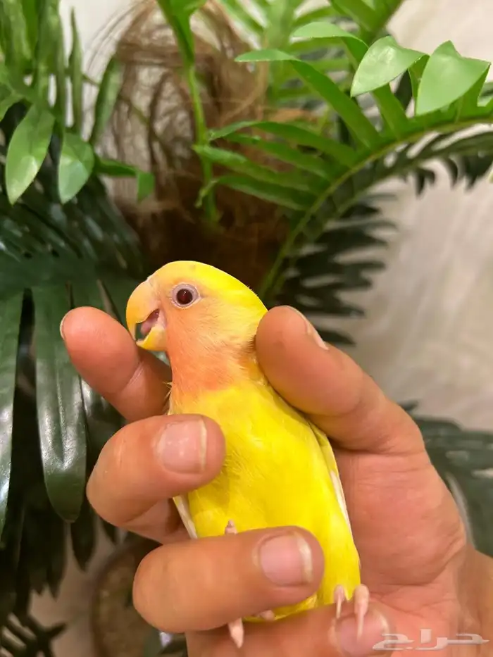 ببغاء روز 2 هدد قمة فالولافه تم البيع 0