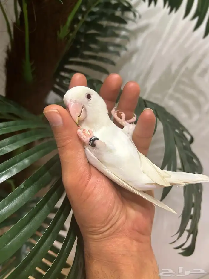 ببغاء روز قمة فالولافه البينو عيون حمراء تم البيع 3