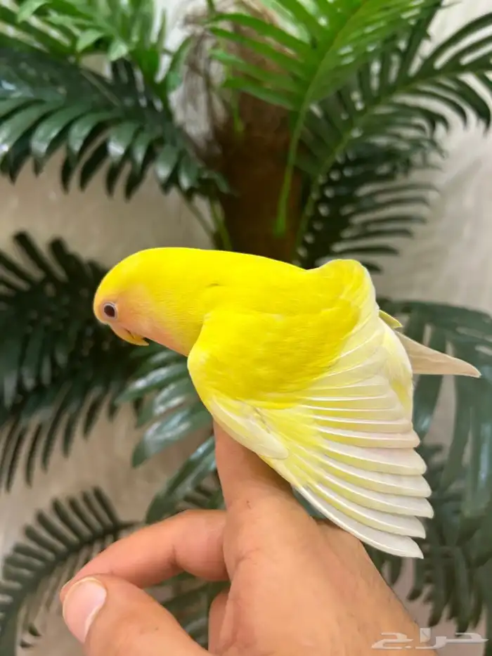 ببغاء روز 2 هدد قمة فالولافه تم البيع 13