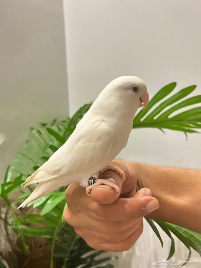 ببغاء روز قمة فالولافه البينو عيون حمراء تم البيع 6