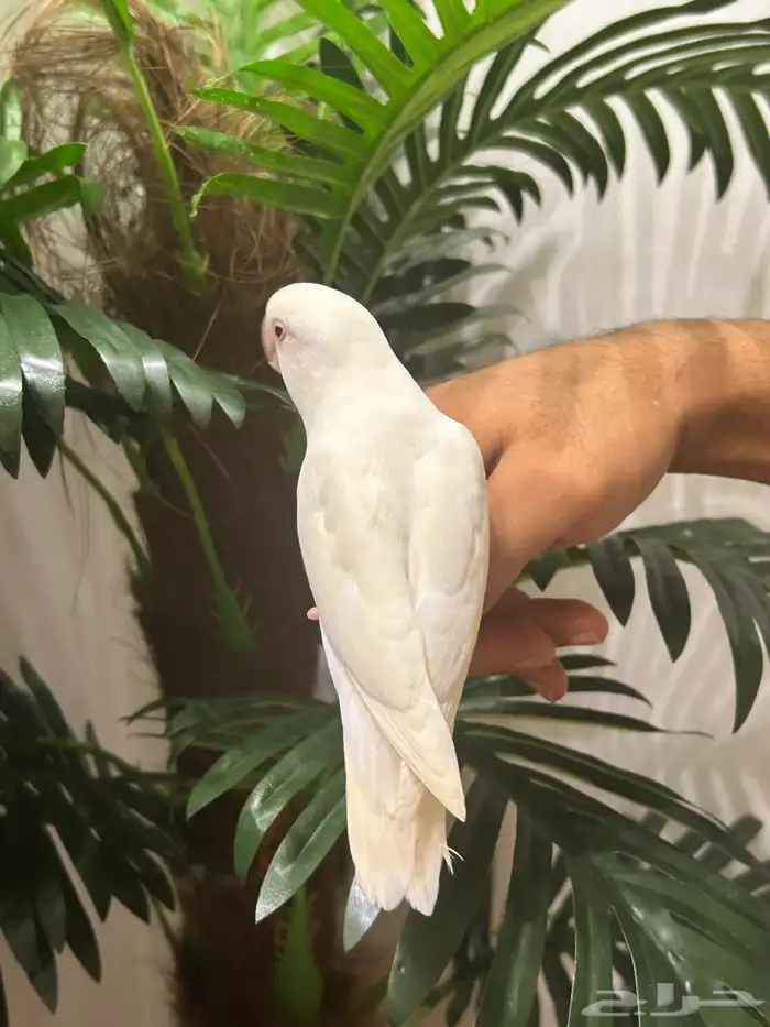 ببغاء روز قمة فالولافه البينو عيون حمراء تم البيع 14