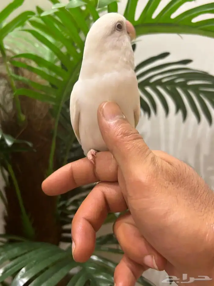 ببغاء روز قمة فالولافه البينو عيون حمراء تم البيع 9