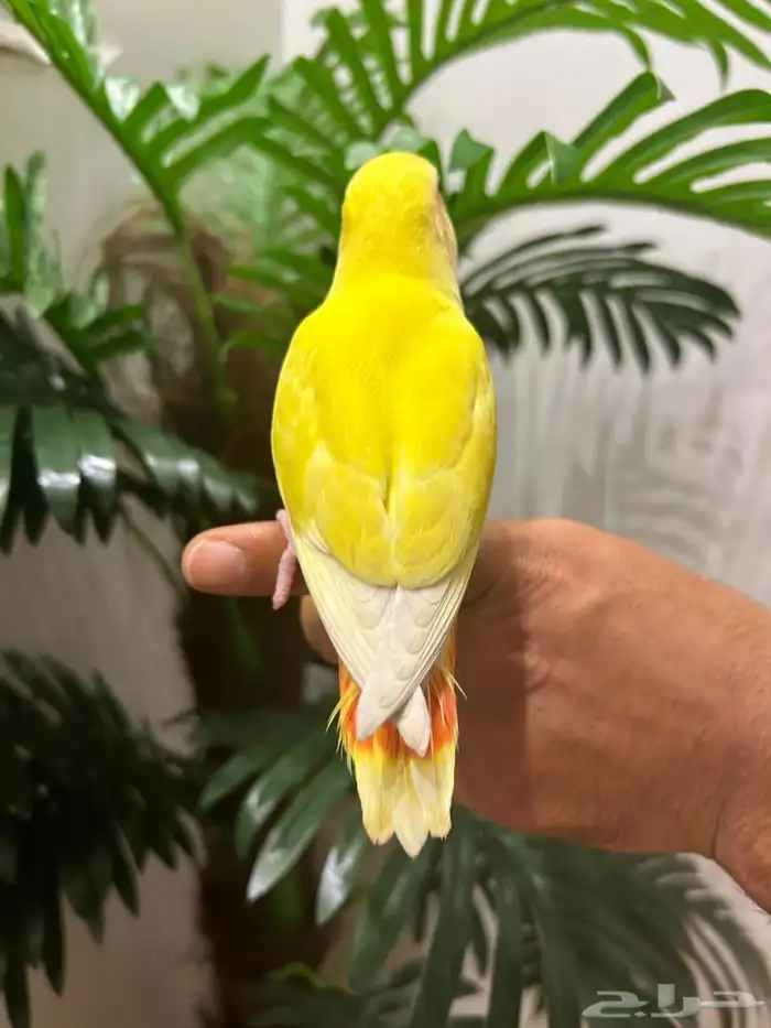 ببغاء روز 2 هدد قمة فالولافه تم البيع 4