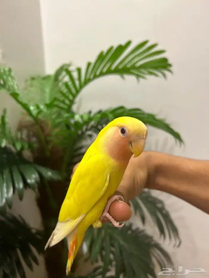 ببغاء روز 2 هدد قمة فالولافه تم البيع 1