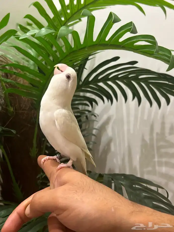 ببغاء روز قمة فالولافه البينو عيون حمراء تم البيع 12