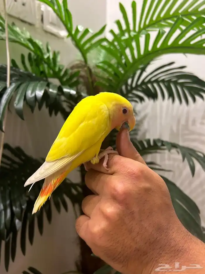 ببغاء روز 2 هدد قمة فالولافه تم البيع 7