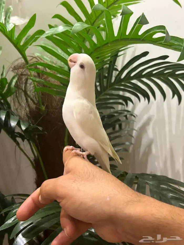ببغاء روز قمة فالولافه البينو عيون حمراء تم البيع 11