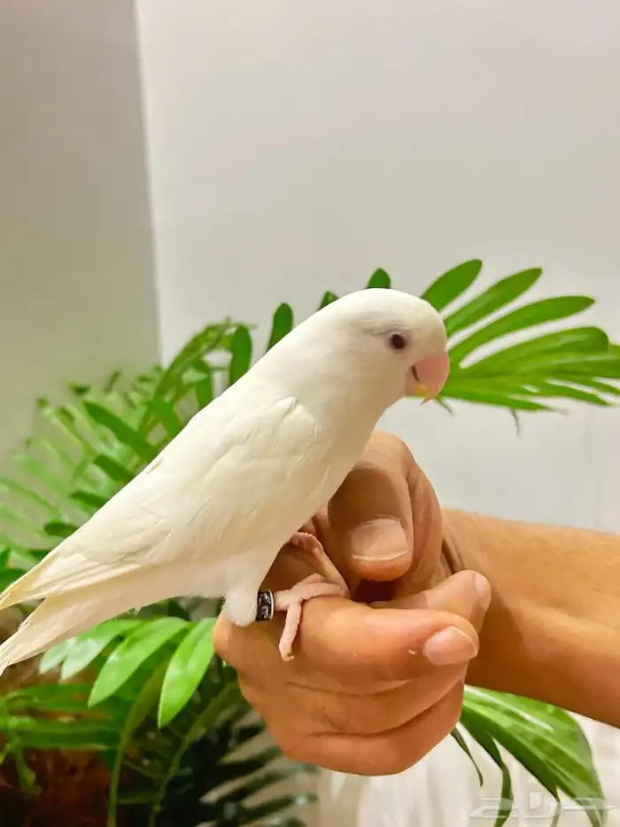 ببغاء روز قمة فالولافه البينو عيون حمراء تم البيع 5