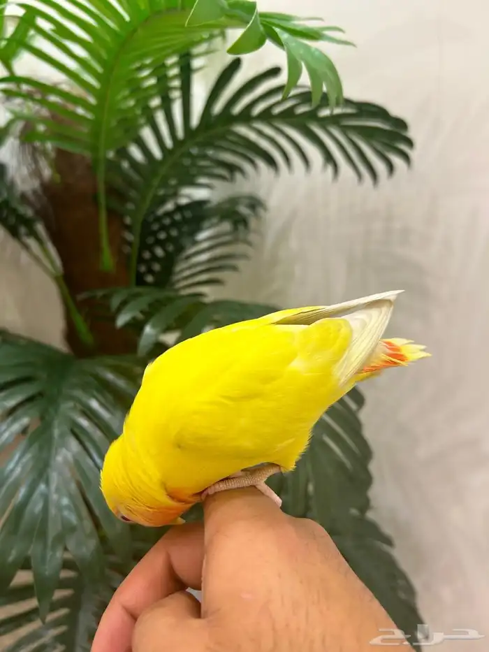 ببغاء روز 2 هدد قمة فالولافه تم البيع 8