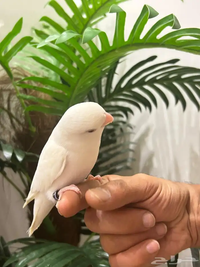 ببغاء روز قمة فالولافه البينو عيون حمراء تم البيع 8