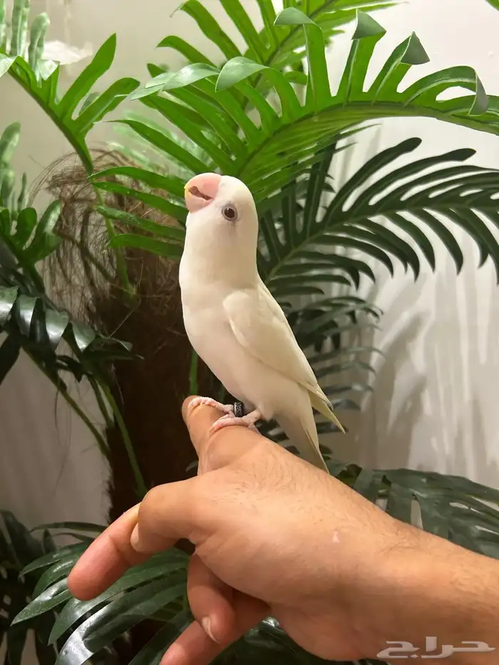 ببغاء روز قمة فالولافه البينو عيون حمراء تم البيع 10
