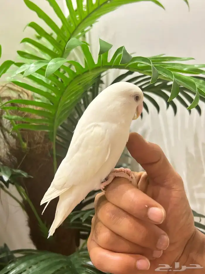 ببغاء روز قمة فالولافه البينو عيون حمراء تم البيع 7