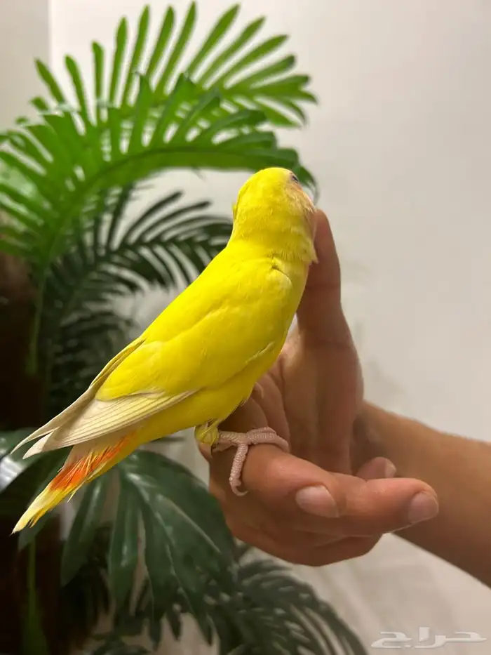 ببغاء روز 2 هدد قمة فالولافه تم البيع 6