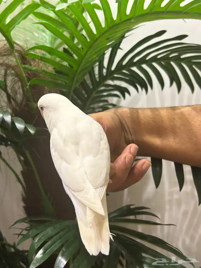 ببغاء روز قمة فالولافه البينو عيون حمراء تم البيع 13