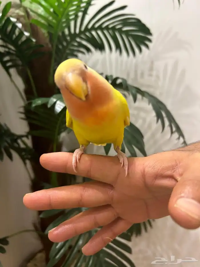 ببغاء روز 2 هدد قمة فالولافه تم البيع 10