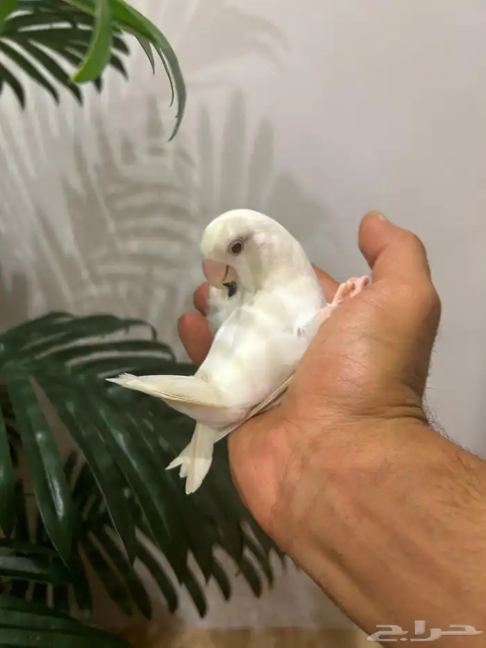ببغاء روز قمة فالولافه البينو عيون حمراء تم البيع 4