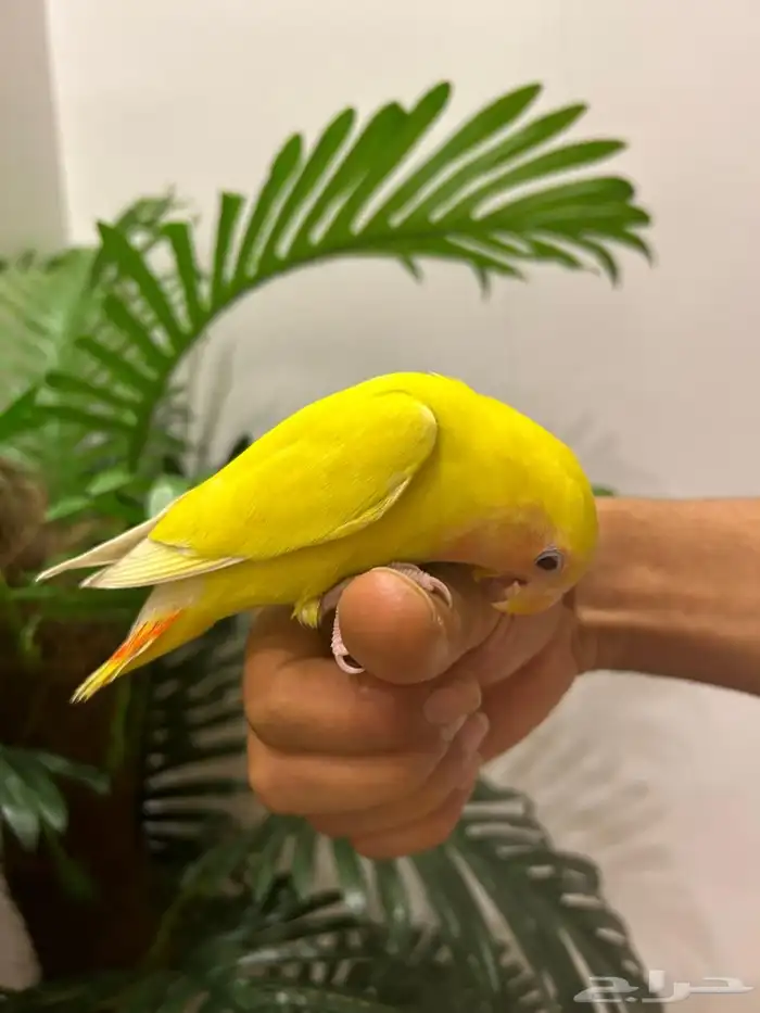 ببغاء روز 2 هدد قمة فالولافه تم البيع 2