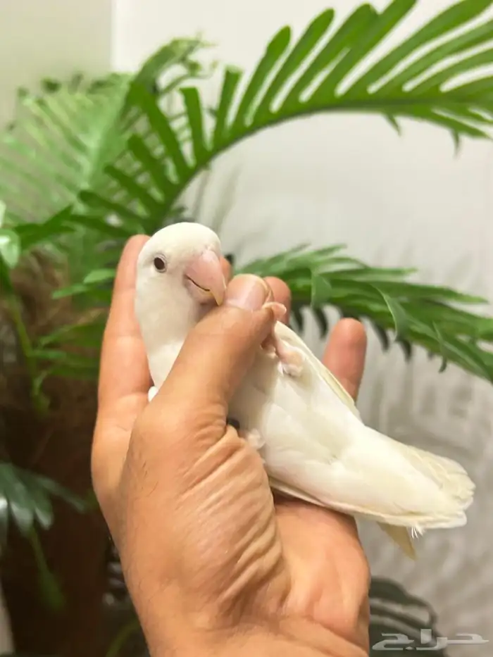 ببغاء روز قمة فالولافه البينو عيون حمراء تم البيع 1