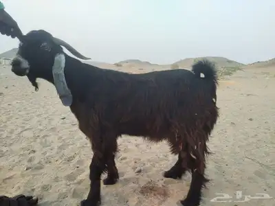 تيس عارضي يصلح فحل توه كاسر ثني معزول مع الطليان 3