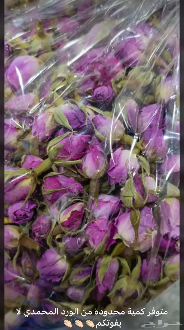 سدر بلدي عضوي وحناء المدينه ناعم مضمون جمله كميات بالطن 37