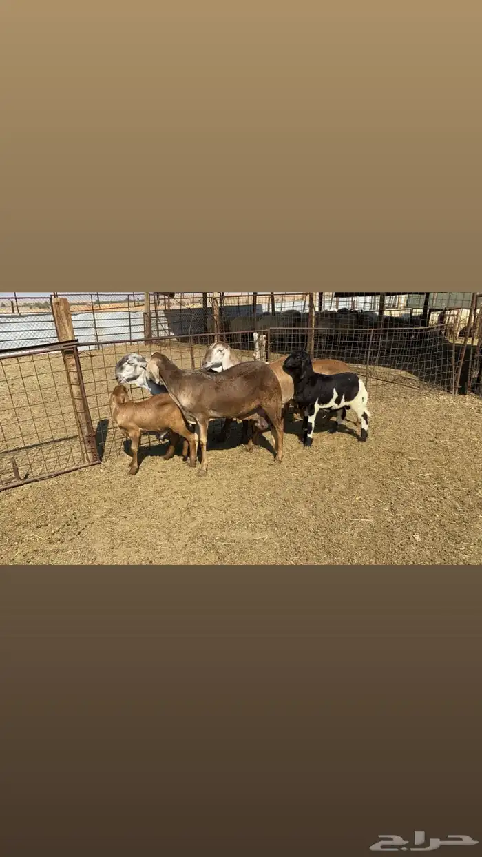 شياه سواكن طيبه مواليد ( تم البيع ) 0