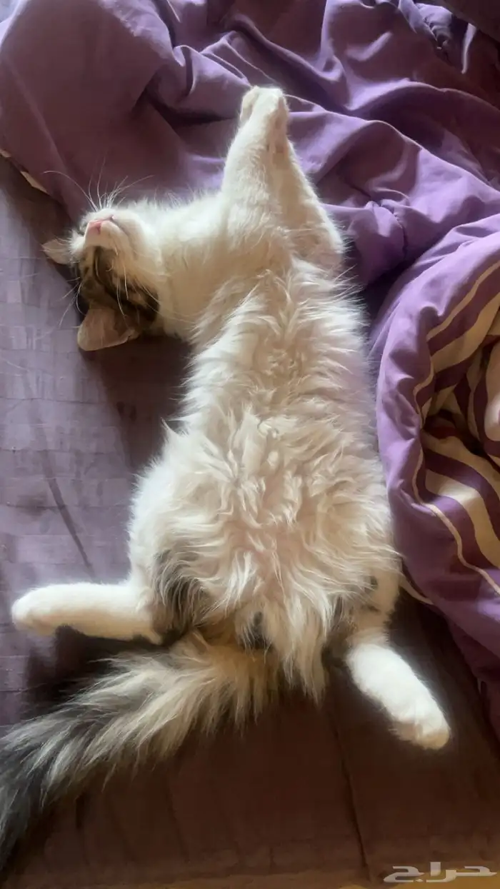 قط ذكر للتبني 1