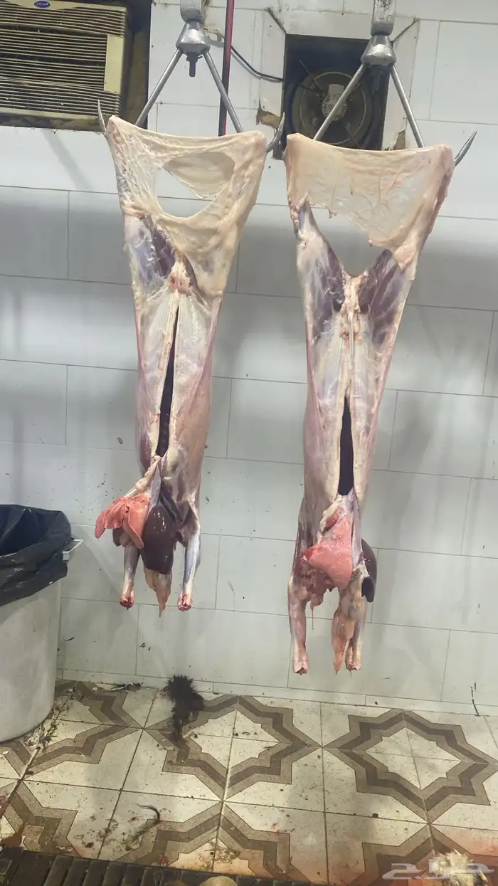 ذبائح للبيع طليان وتيوس مع السلخ وتوصل والتغليف ل حد بيتك 1