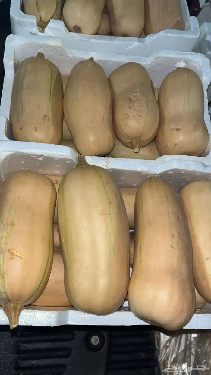 توريد خضار القصيم طازجه يومي ب اقل الأسعار 16