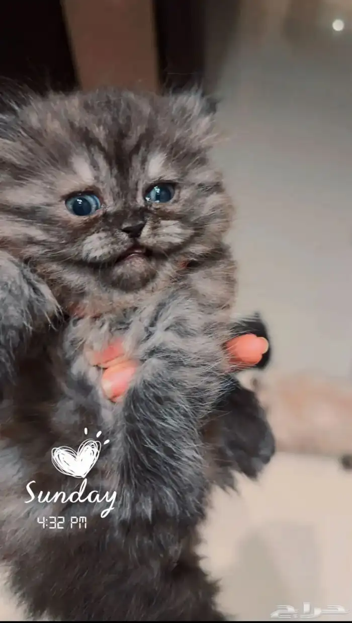 كيتن شيرازي همالايا 0