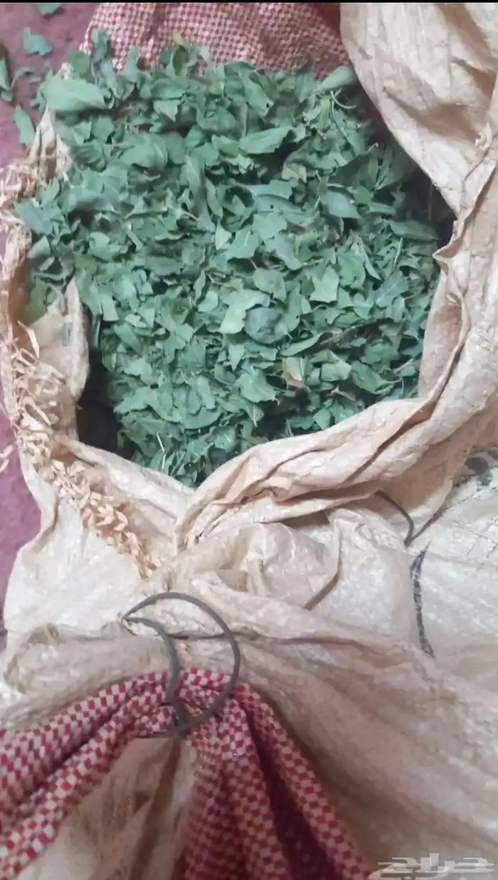 سدر بلدي عضوي وحناء المدينه ناعم مضمون جمله كميات بالطن 7