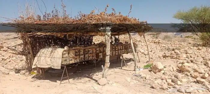 عسل سدر جرداني رقم 1 8