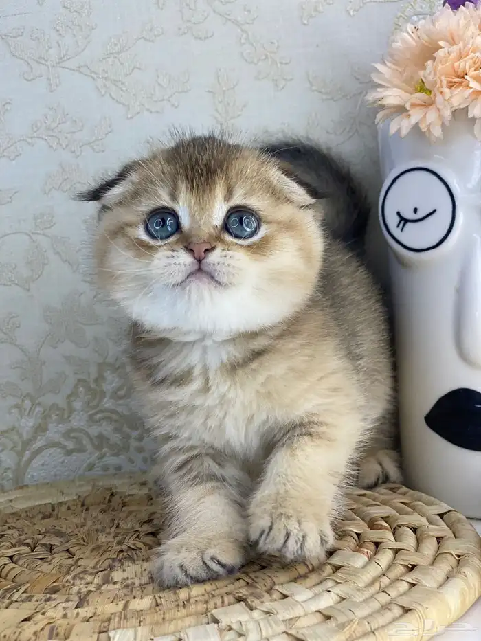 سكوتش فولد كيتنز سكوتش ستريت فولد قطط قط قطوه 6