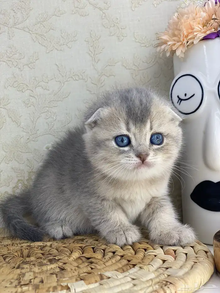 سكوتش فولد كيتنز سكوتش ستريت فولد قطط قط قطوه 11